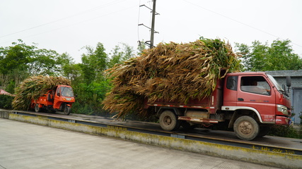 龍孔鎮 “秸”盡所能，推進資源循環利用與生物有機肥料研發