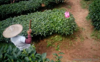 植物微生物有機(jī)肥 價(jià)格、廠家與研發(fā)趨勢(shì)解析